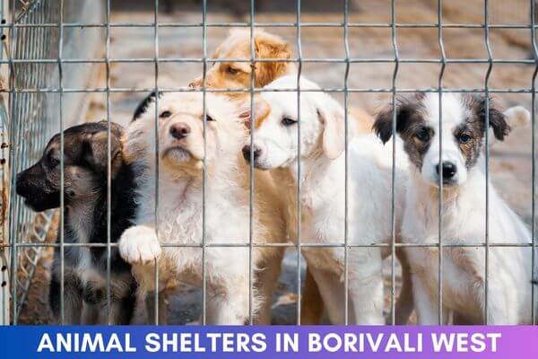 Animal Shelters in Borivali West