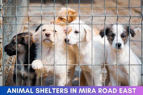 Animal Shelters in Mira Road East