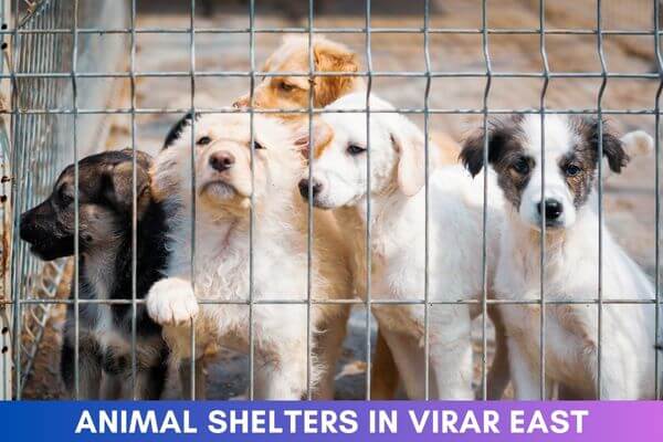 Animal Shelters in Virar East