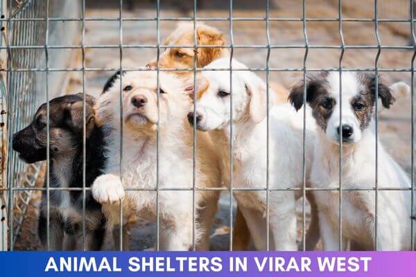 Animal Shelters in Virar West